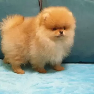 HK$ 1,700.00 Pomeranian puppies available Central and Western