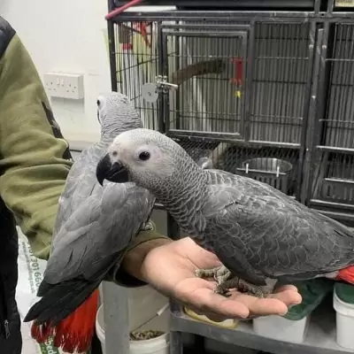 HK$ 4,000.00 Tame Congo African Grey Parrot available for adoption Central and Western