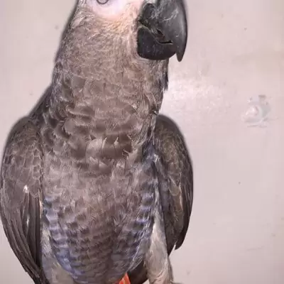 HK$ 2,500.00 Adorable African Grey Parrot Tai Po