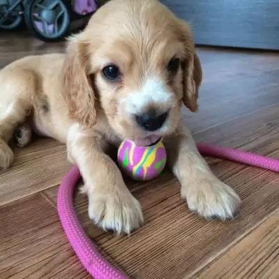 US$ 200.00 Cocker Spaniel puppies for sale Registered Cheung Sha