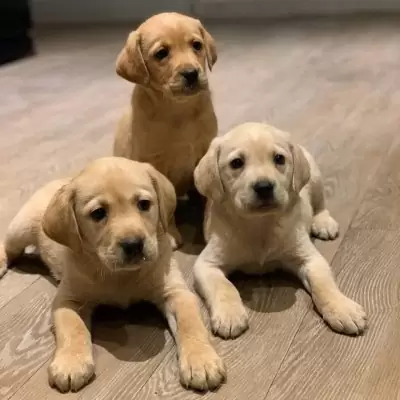 HK$ 1,000.00 Labrador Puppies Available For Adoption Sham Shui Po