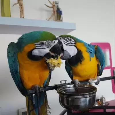 HK$ 1,000.00 Blue and Gold Macaw Parrots Available For Adoption Tung Chung