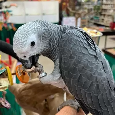 HK$ 1,500.00 Parrots for available wong tai sin