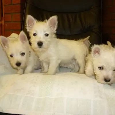 HK$ 2,000.00 10 Weeks Old and West Highland Terrier Puppies Tung Chung