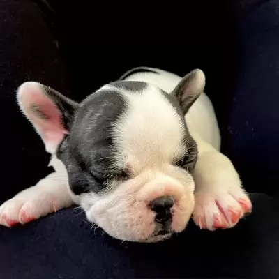 HK$ 2,000.00 Excellent French Bulldog Puppies for sale Sham Shui Po