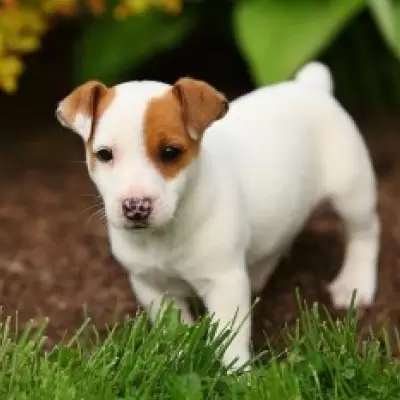 HK$ 2,000.00 Jack Russell Terrier Puppies For sale Eastern
