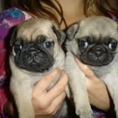 HK$ 2,000.00 Male and Female Pug Puppies For sale Kowloon City