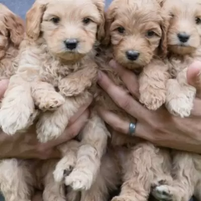 HK$ 2,000.00 Cute Labradoodle Puppies For New Homes.