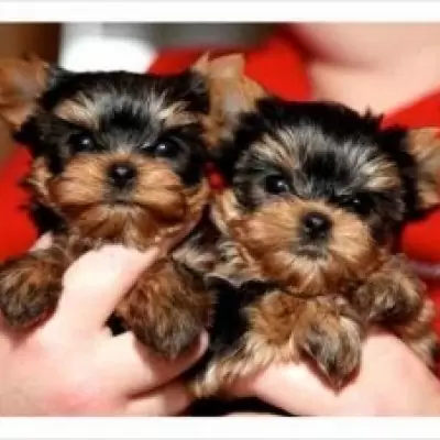 HK$ 2,000.00 Teacup Yorkie Puppies Available Puppies for sale Cheung Sha