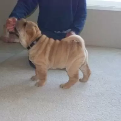 HK$ 2,000.00 Chinese Shar-Pei Puppies Central and Western