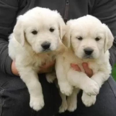 HK$ 2,000.00 Gorgeous Male and Female Golden Retriever Puppies Sham Shui Po