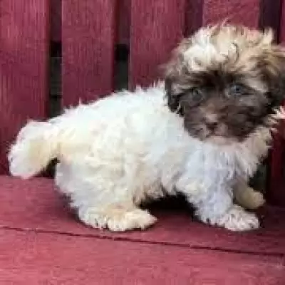 HK$ 2,000.00 Lovely Havanese Puppies For Sale Kowloon City